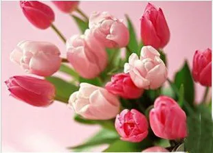 Arts Needlework,Pink Rose Bouquet Aida 14CT Counted Flower Cross stitch kits For Embroidery Canvas Patterns,DIY Handmade Decor
Arts Needlework,Pink Rose Bouquet Aida 14CT Counted Flower Cross stitch kits For Embroidery Canvas Patterns,DIY Handmade Decor