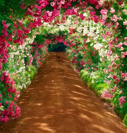 5*6.5ft flowers road photography background backdrops for photo studio digital printed vinyl backdrops for photo studio
5*6.5ft flowers road photography background backdrops for photo studio digital printed vinyl backdrops for photo studio