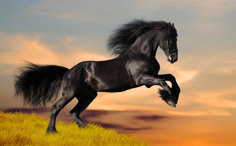 Animal Oil Painting Print On Canvas Household ART Wall Decor Persis Clayton Weirs - Running Horses
Animal Oil Painting Print On Canvas Household ART Wall Decor Persis Clayton Weirs - Running Horses