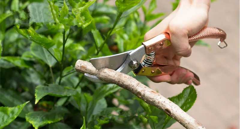 Garden Tools Pruning Shears Fruit Tree Branches Shorn Asperata Pruning Shears Gardening Scissors tijeras de podar
Garden Tools Pruning Shears Fruit Tree Branches Shorn Asperata Pruning Shears Gardening Scissors tijeras de podar