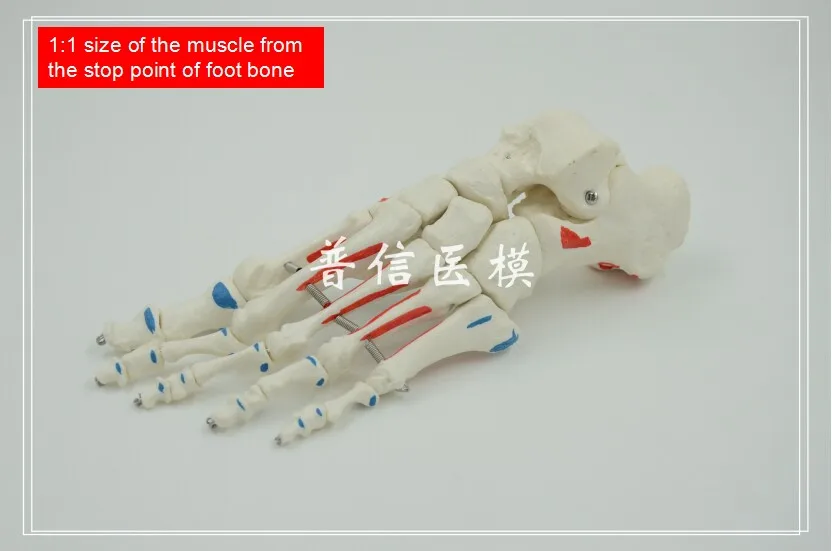 Free shipping&1:1 size,mark the muscle starting and ending point,foot bone model,medical teach orthopedics department of massage
Free shipping&1:1 size,mark the muscle starting and ending point,foot bone model,medical teach orthopedics department of massage