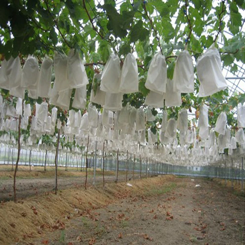 50Pcs/Lot Plants Fruit Protection Bag Anti Bird Drawstring Net Bag Agriculture Pest Control Tool Prevent Fruit Tree Mosquitoes
50Pcs/Lot Plants Fruit Protection Bag Anti Bird Drawstring Net Bag Agriculture Pest Control Tool Prevent Fruit Tree Mosquitoes
