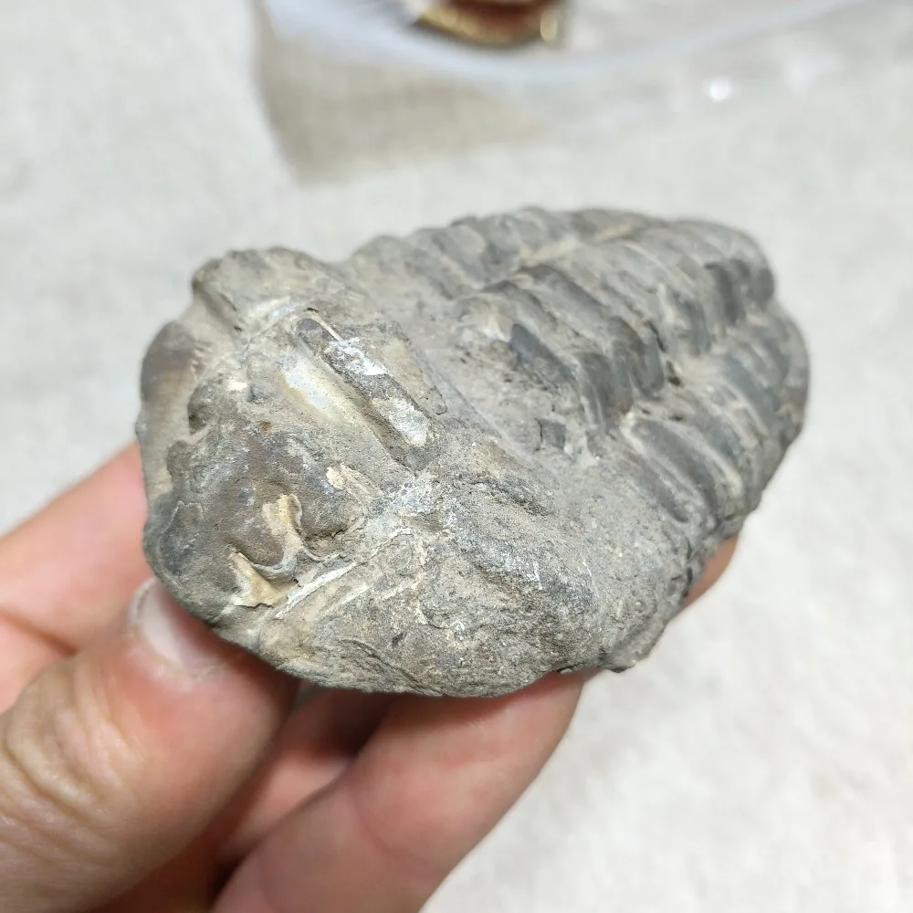2019 hot 100MM 100% The fossil specimens of natural ancient creatures come from ancient gifts collection Free shipping
2019 hot 100MM 100% The fossil specimens of natural ancient creatures come from ancient gifts collection Free shipping