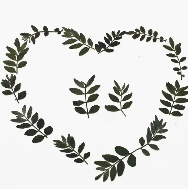 120pcs Pressed Dried Green Pepper Leaves Plant Herbarium For Jewelry Postcard Invitation Card Bookmark Making Accessories
120pcs Pressed Dried Green Pepper Leaves Plant Herbarium For Jewelry Postcard Invitation Card Bookmark Making Accessories