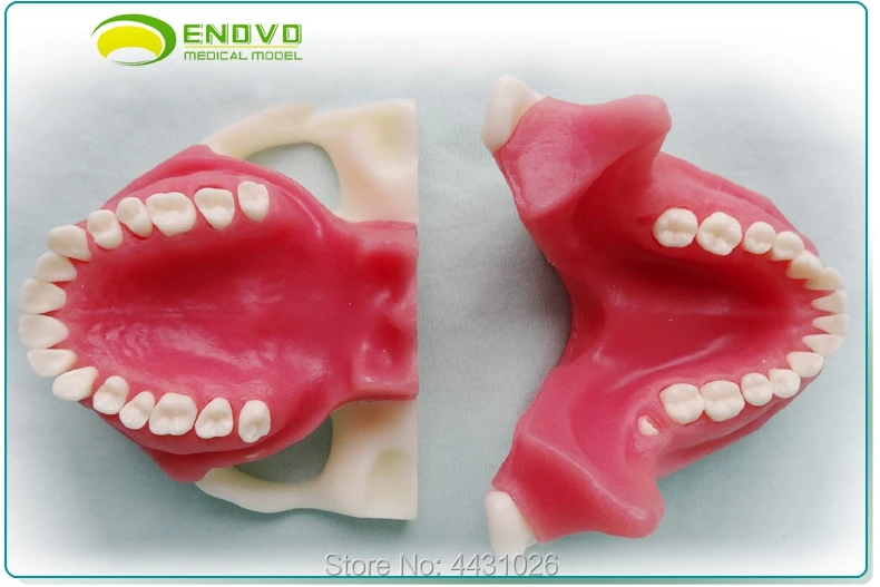 ENOVO Oral practice assessment tooth extraction anesthesia tooth extraction model oral surgery teaching practice model 
ENOVO Oral practice assessment tooth extraction anesthesia tooth extraction model oral surgery teaching practice model