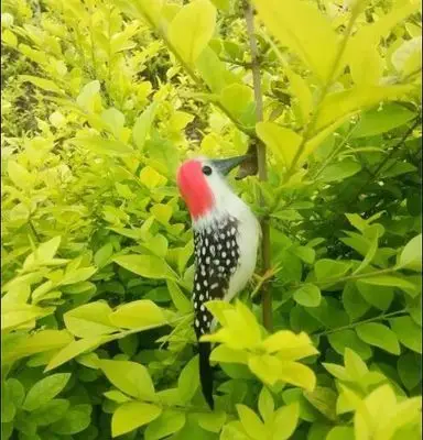 about 12cm artificial bird beautiful feathers woodpecker model handicraft prop,home garden decoration gift p2127
about 12cm artificial bird beautiful feathers woodpecker model handicraft prop,home garden decoration gift p2127