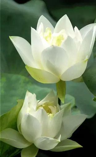 1 drawing board lotus pond white lotus canvas printing modern canvas wall art mural decorative framed XJDP-23
1 drawing board lotus pond white lotus canvas printing modern canvas wall art mural decorative framed XJDP-23