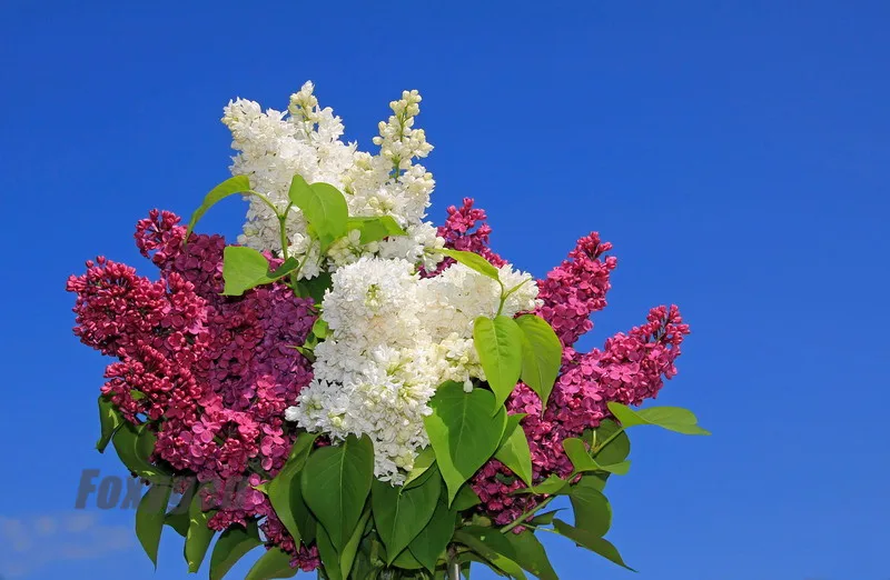 suspended ceiling panels blue sky and Ginkgo tree ceiling living room ceiling design
suspended ceiling panels blue sky and Ginkgo tree ceiling living room ceiling design