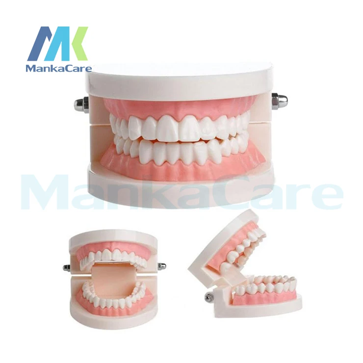 Pro White Adult Teeth Model Standard Dental Teaching Study Typodont Demonstration Tool for Oral Medical Education Tooth Model
Pro White Adult Teeth Model Standard Dental Teaching Study Typodont Demonstration Tool for Oral Medical Education Tooth Model