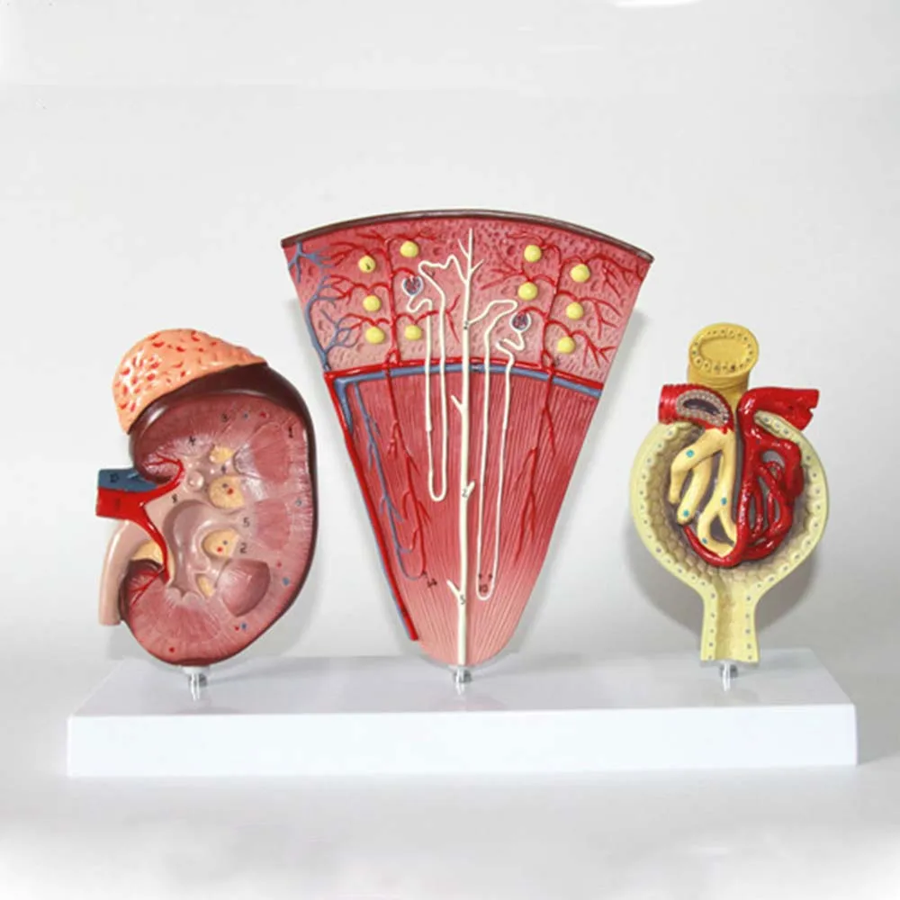 Life Size 3 Pcs Kidney and Urinary System Model Adrenal Gland Nephron Model Glomerular Renal Anatomy Model Kidney Cross Section
Life Size 3 Pcs Kidney and Urinary System Model Adrenal Gland Nephron Model Glomerular Renal Anatomy Model Kidney Cross Section