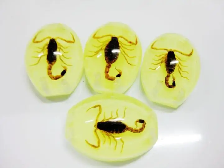 Insect Cabochon Golden Scorpion Oval on luminous in dark bottom 5 pcs Lot TAXIDERMY GIFT
Insect Cabochon Golden Scorpion Oval on luminous in dark bottom 5 pcs Lot TAXIDERMY GIFT