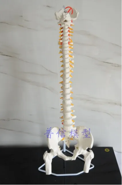 Free shipping& flexible spine model,1:1 adult lumbar bend spine model,bone model with femur,used for massage ,yoga etc.
Free shipping& flexible spine model,1:1 adult lumbar bend spine model,bone model with femur,used for massage ,yoga etc.