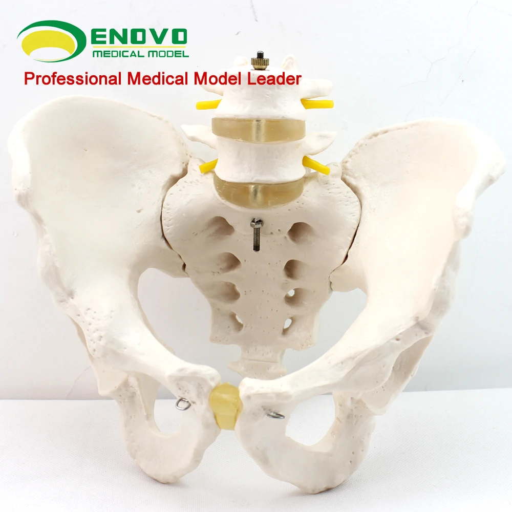 Male pelvis model two lumbar spine hip sacrum coccyx skeletal human skeleton model
Male pelvis model two lumbar spine hip sacrum coccyx skeletal human skeleton model