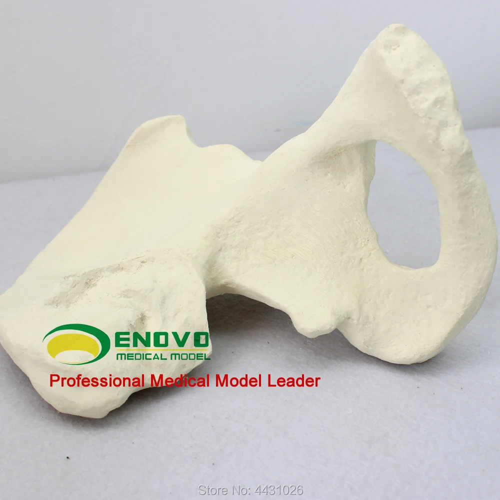 ENOVO The bone model of bone artificial bone was simulated by orthopedic surgery
ENOVO The bone model of bone artificial bone was simulated by orthopedic surgery