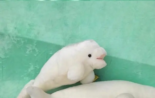 small cute plush high quality whale toy plush simulation white whales doll about 30cm
small cute plush high quality whale toy plush simulation white whales doll about 30cm