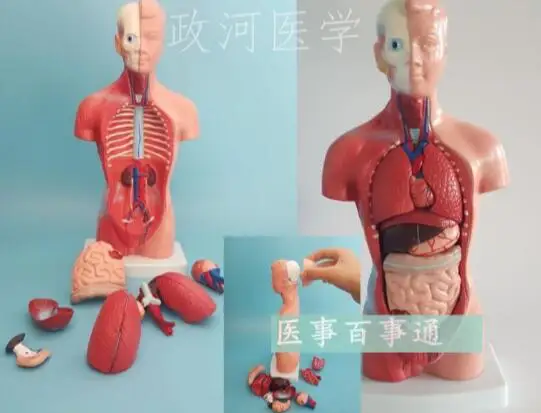 

Анатомическая модель человеческих внутренних органов ствола человеческого тела, 28 см, медицинский обучающий инструмент, скелет, бесплатна...