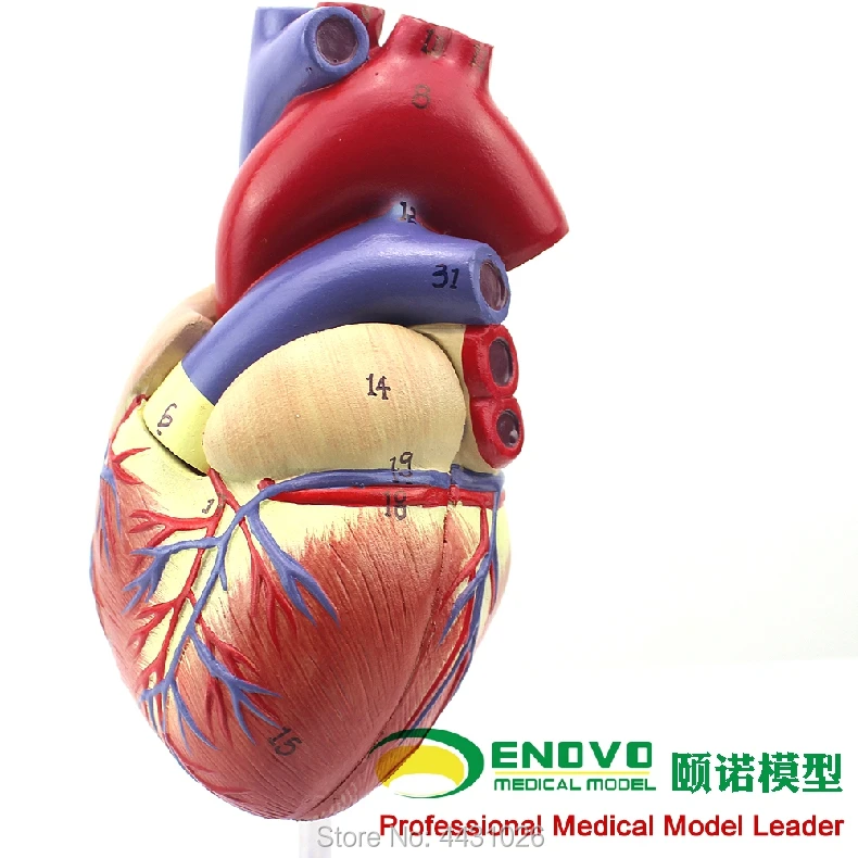 ENOVO 1. Human heart model B ultrasound ultrasound medical cardiology cardiac anatomy teaching model
ENOVO 1. Human heart model B ultrasound ultrasound medical cardiology cardiac anatomy teaching model