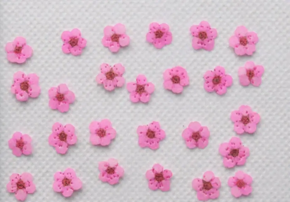 250pcs Pressed Dried Plum Blossom Flower Dry Plants For Epoxy Resin Pendant Necklace Jewelry Making Craft DIY Accessories
250pcs Pressed Dried Plum Blossom Flower Dry Plants For Epoxy Resin Pendant Necklace Jewelry Making Craft DIY Accessories