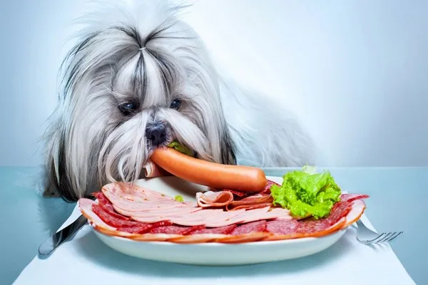 Animals Pet Dog Eat Meat Vegetables Plates Salami Painting Simple Background Print Picture Home Decoration Canvas Poster
Animals Pet Dog Eat Meat Vegetables Plates Salami Painting Simple Background Print Picture Home Decoration Canvas Poster