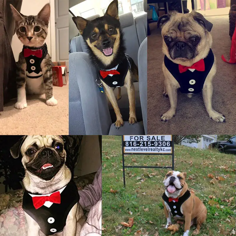 New Small Dog Evening Dress Bowknot Waistcoat Harness Leashes Set Walking Dog Pet Supplies
New Small Dog Evening Dress Bowknot Waistcoat Harness Leashes Set Walking Dog Pet Supplies