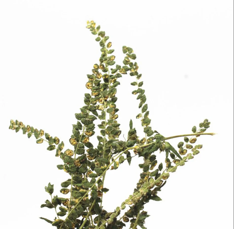 60pcs 6-8cm Pressed Dried Wild Grass Yellow Flowers Plants Herbarium For Jewelry Bookmark Phone Case Frame Postcard Making DIY
60pcs 6-8cm Pressed Dried Wild Grass Yellow Flowers Plants Herbarium For Jewelry Bookmark Phone Case Frame Postcard Making DIY