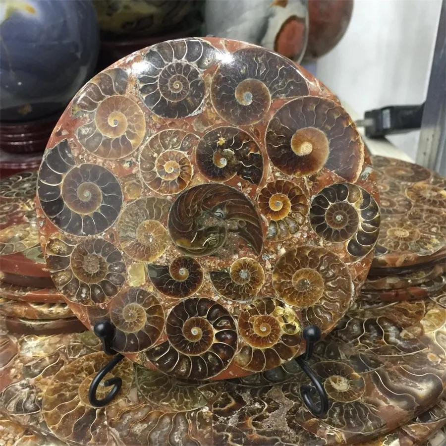 New arrivals 100% natural ammonite shell fossil stone several shells connected together disk for home decoration with shelf
New arrivals 100% natural ammonite shell fossil stone several shells connected together disk for home decoration with shelf