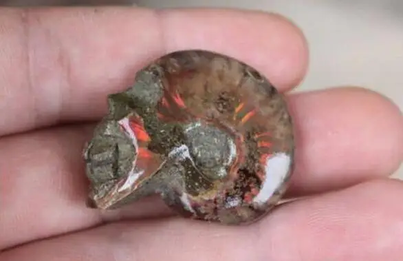 NATURAL rainbow Conch fossil Crystal carves skull HEALING