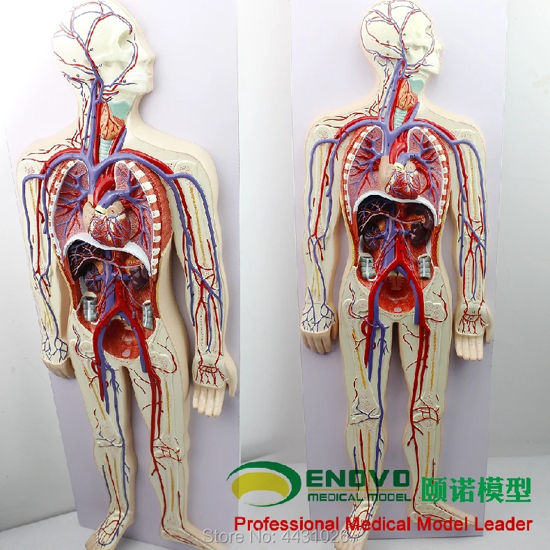 ENOVO Human. blood circulatory system model body pulmonary circulation cardiovascular interventional cardiology model
ENOVO Human. blood circulatory system model body pulmonary circulation cardiovascular interventional cardiology model