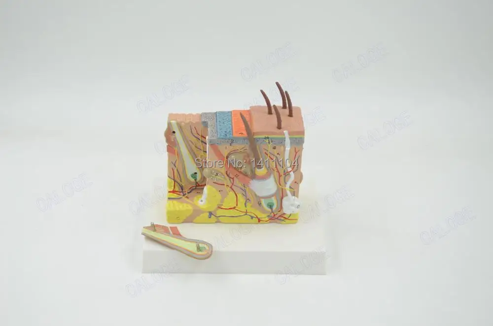 Free shipping&lifying skin structure model,structure of organization three-dimensional,for cosmetic surgery, medical teaching
Free shipping&lifying skin structure model,structure of organization three-dimensional,for cosmetic surgery, medical teaching