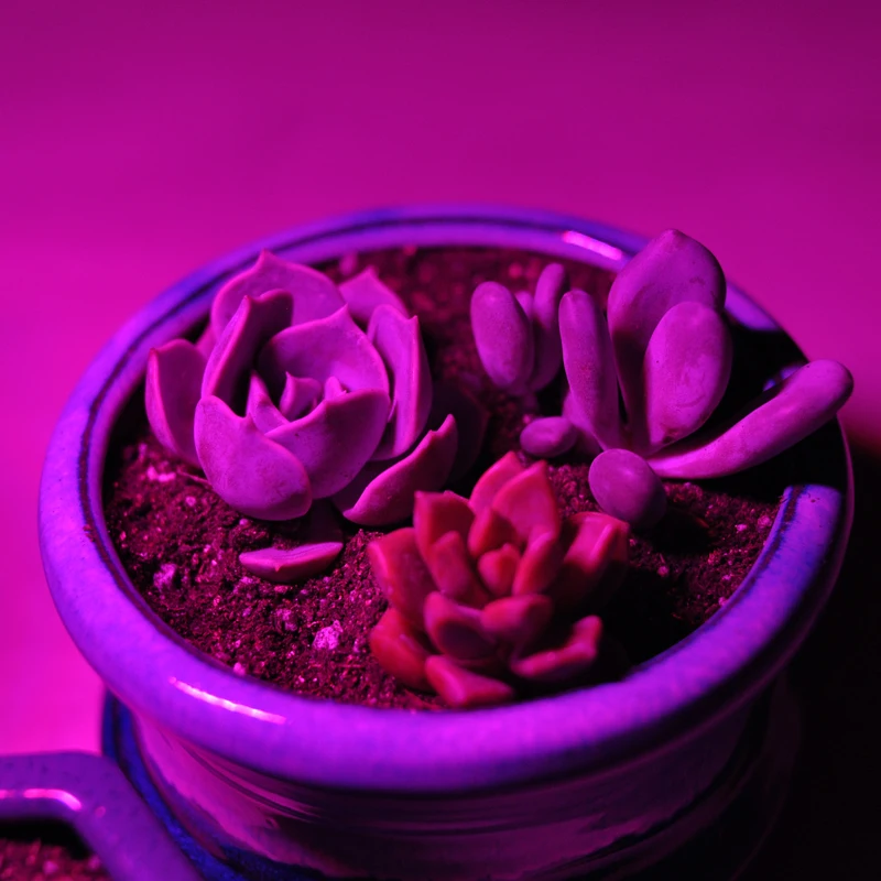 New Bright USB led plant growing lamp vegetable flowers fleshy potted light System aquarium decorative lighting
New Bright USB led plant growing lamp vegetable flowers fleshy potted light System aquarium decorative lighting