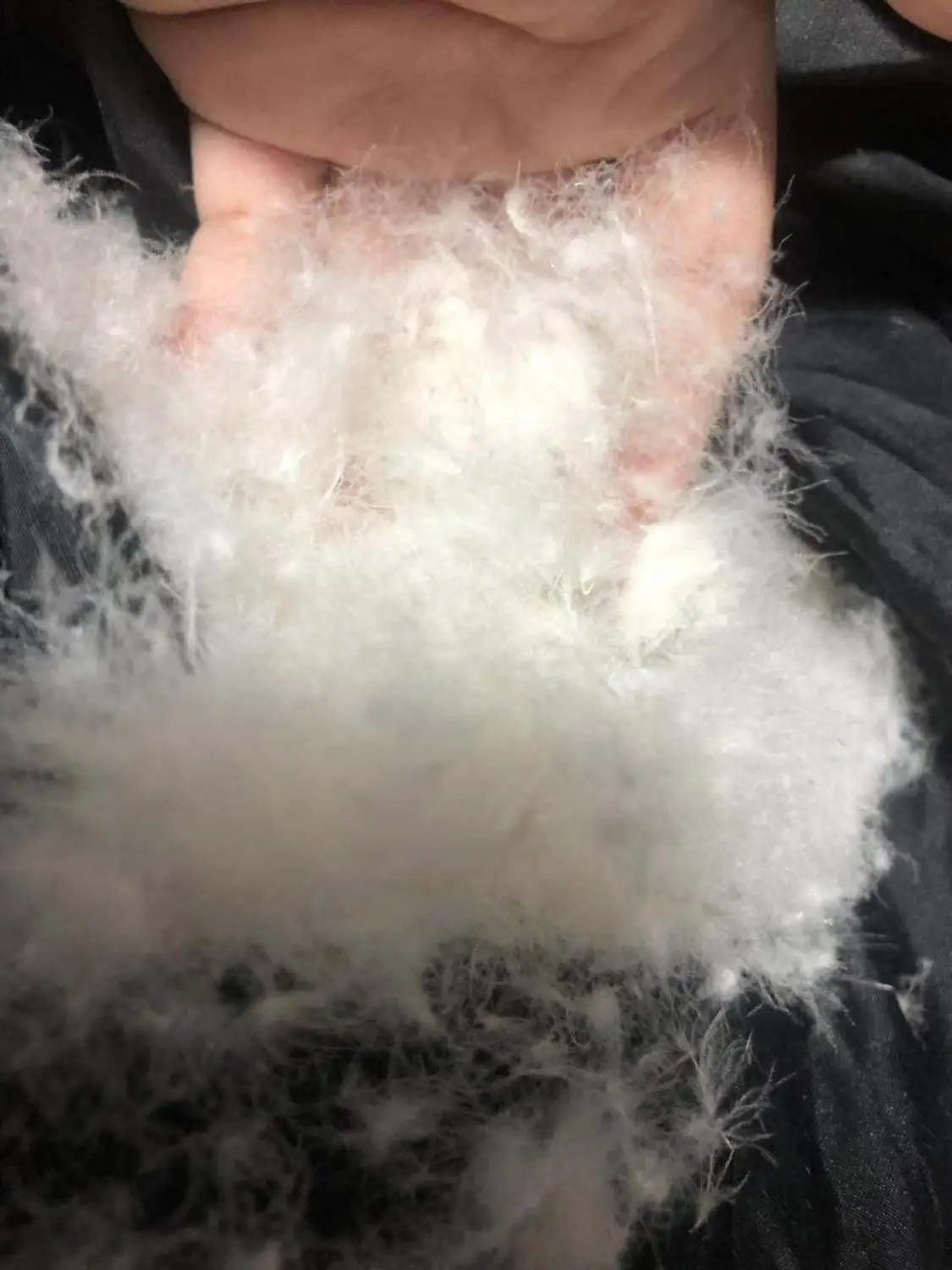 Dog Clothing Winter Warm 90% White Feather Down Jacket Coat for Small Pet Cats Clothes B1000
Dog Clothing Winter Warm 90% White Feather Down Jacket Coat for Small Pet Cats Clothes B1000
