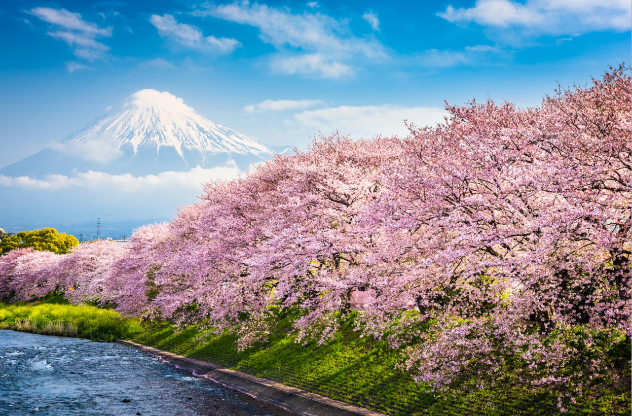 7x5ft Japan Tokoyo Mount Fuji Sakura Flowers Spring Washable Wrinkle Free Photo Studio Background Backdrop Polyester Fabric
7x5ft Japan Tokoyo Mount Fuji Sakura Flowers Spring Washable Wrinkle Free Photo Studio Background Backdrop Polyester Fabric