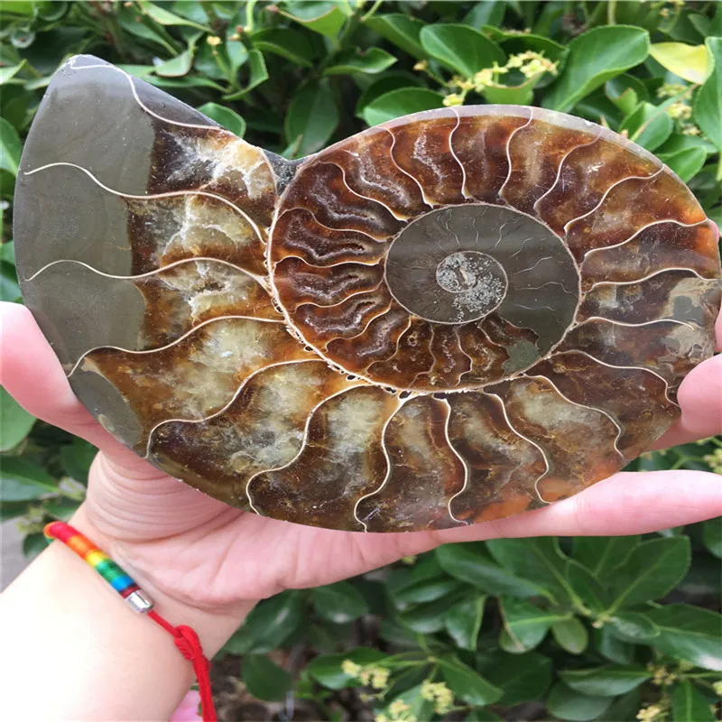 157g madagascar fossils iridescent ammonite natural stones and minerals specimen
