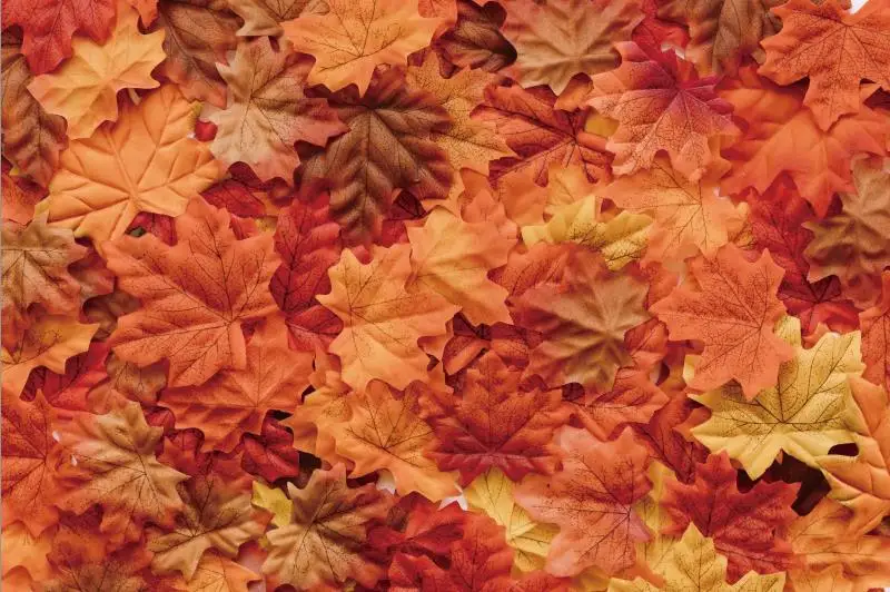 Laeacco Autumn Backdrops Fallen Tree Leaves Maples Children Portrait Pattern Photographic Backgrounds Photocall Photo Studio
Laeacco Autumn Backdrops Fallen Tree Leaves Maples Children Portrait Pattern Photographic Backgrounds Photocall Photo Studio