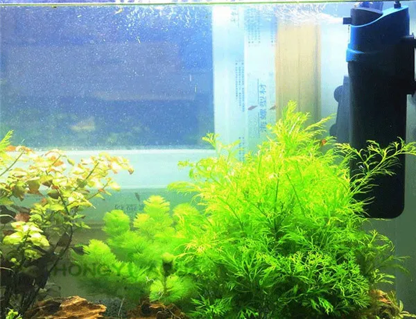 1 piece SUNSUN JUP-01 JUP-02 UV Light Aquarium Fish Tank Algae Cleaner 2 in 1 Submersible Filter UV Sterilizer
1 piece SUNSUN JUP-01 JUP-02 UV Light Aquarium Fish Tank Algae Cleaner 2 in 1 Submersible Filter UV Sterilizer