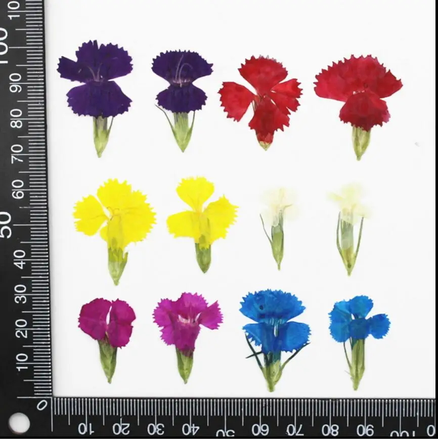 60pcs Pressed Dried Dianthus Caryophyllus Flower Plant Herbarium For Jewelry Postcard Invitation Card Phone Case Bookmark DIY
60pcs Pressed Dried Dianthus Caryophyllus Flower Plant Herbarium For Jewelry Postcard Invitation Card Phone Case Bookmark DIY