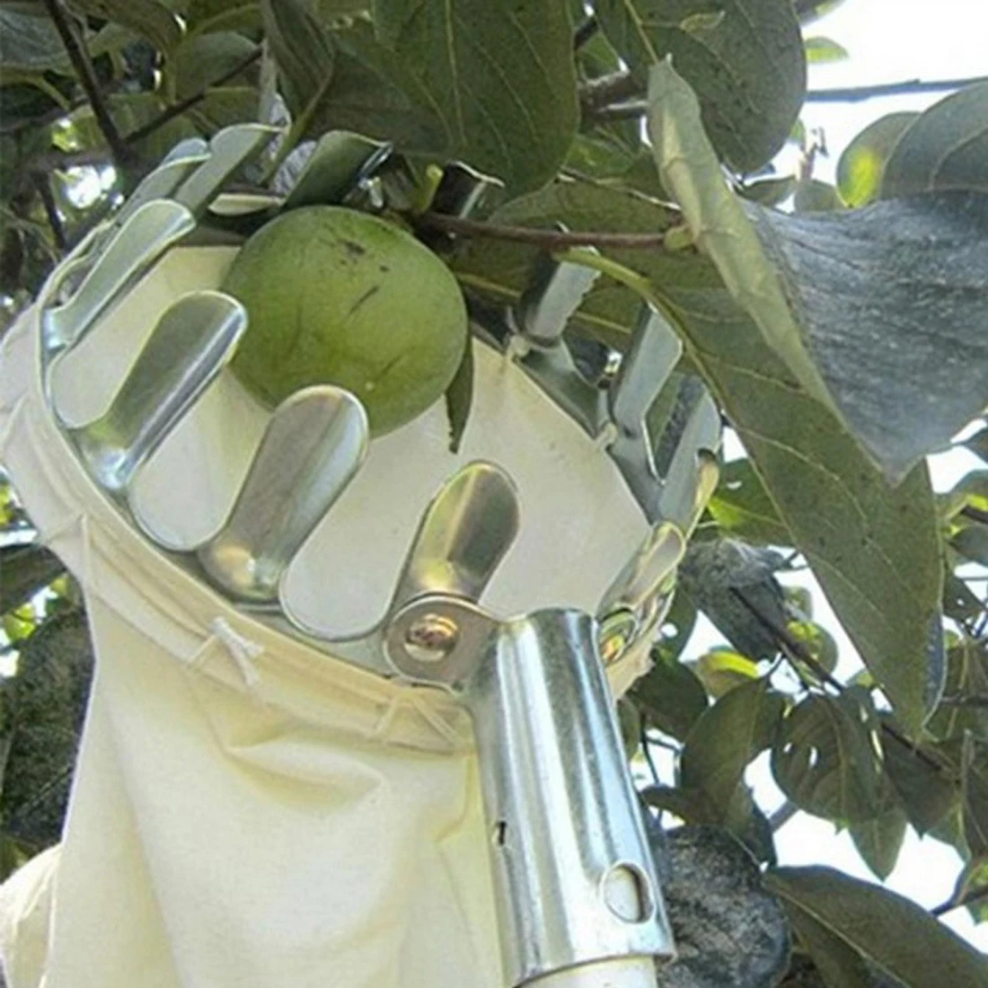 Metal Fruit Picker Orchard Gardening Apple Peach High Tree Picking Tools Fruit Catcher Collector Gardening Tools 15cm x 20cm
Metal Fruit Picker Orchard Gardening Apple Peach High Tree Picking Tools Fruit Catcher Collector Gardening Tools 15cm x 20cm