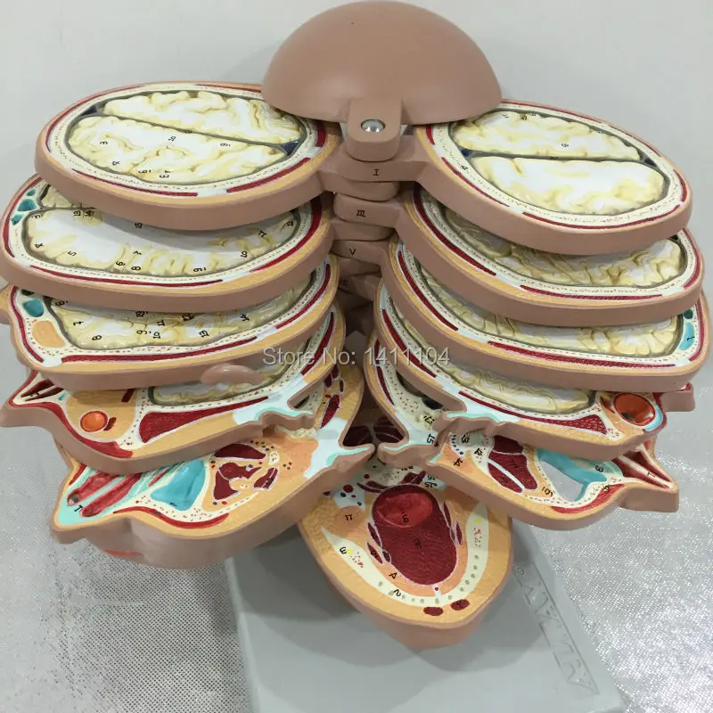 Free shipping&Human body, head and neck, sectional anatomy model, for medical education school.
Free shipping&Human body, head and neck, sectional anatomy model, for medical education school.
