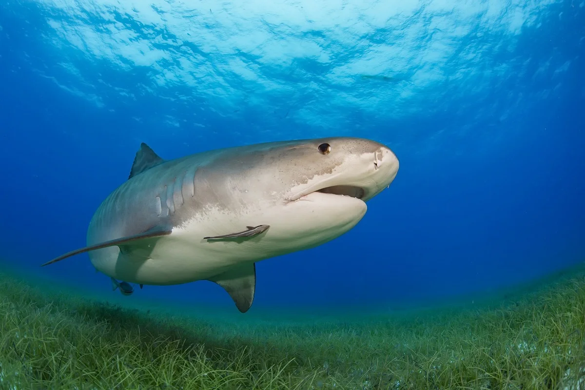 custom print fabric poster nature shark in the sea PMC679 for wall decor room decor home decoration (frame available)
custom print fabric poster nature shark in the sea PMC679 for wall decor room decor home decoration (frame available)
