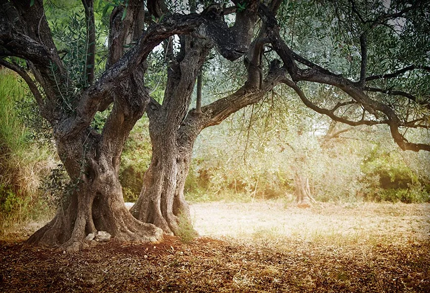 Outdoor Old Tree Photography Backdrop Studio Prop Photo Backgrounds Vintage 7x5FT
Outdoor Old Tree Photography Backdrop Studio Prop Photo Backgrounds Vintage 7x5FT