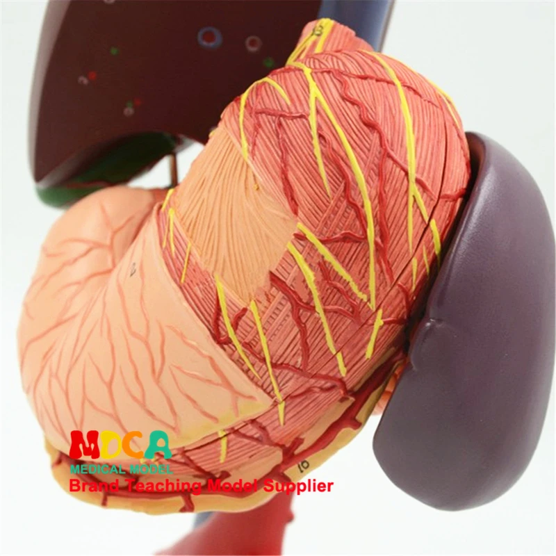 Human gastric liver, gallbladder, pancreas and duodenum model MCW004
Human gastric liver, gallbladder, pancreas and duodenum model MCW004