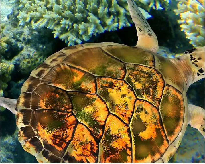 3d pvc flooring custom photo Self-adhesive material picture 3 d sea world coral tortoise painting 3d wall room murals wallpaper
3d pvc flooring custom photo Self-adhesive material picture 3 d sea world coral tortoise painting 3d wall room murals wallpaper