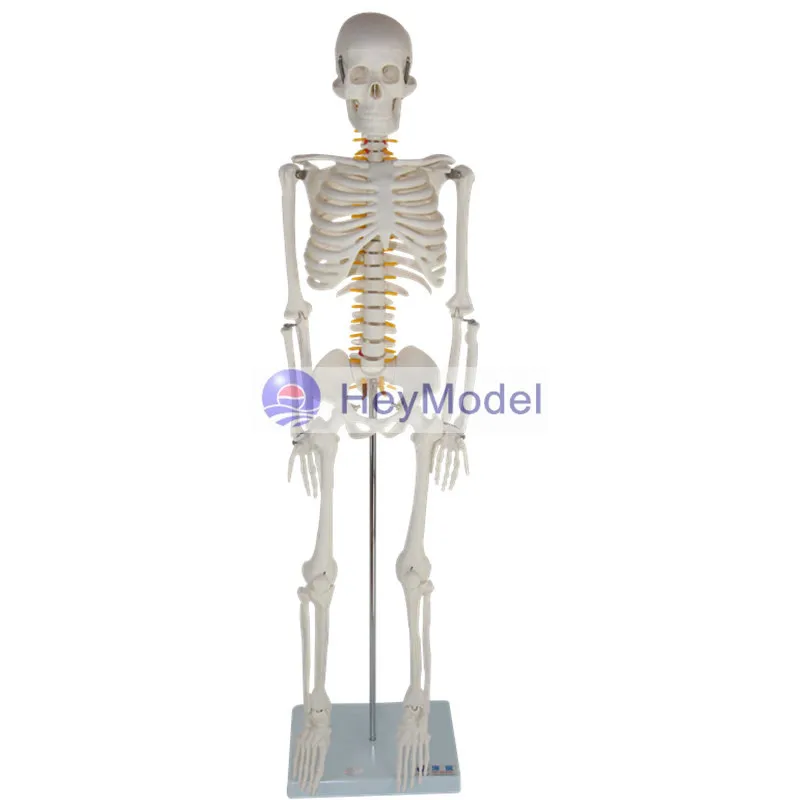 HeyModel Artificial Skeleton Model with numbers and instructions With spinal cord disc
HeyModel Artificial Skeleton Model with numbers and instructions With spinal cord disc