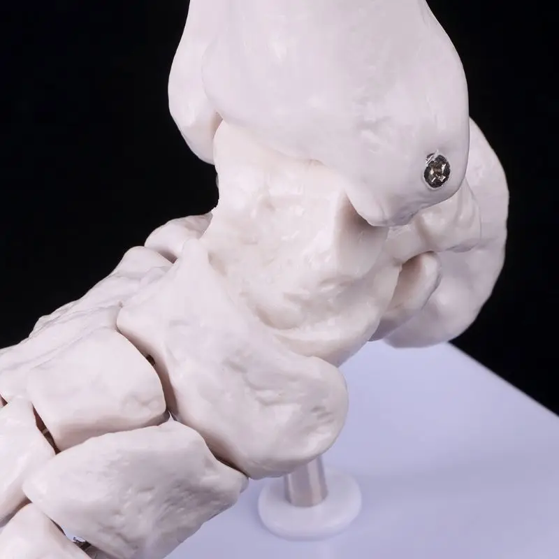 Life size Foot Ankle Joint Anatomical Skeleton Model Medical Display Study Tool Medical Science Stationery for School
Life size Foot Ankle Joint Anatomical Skeleton Model Medical Display Study Tool Medical Science Stationery for School