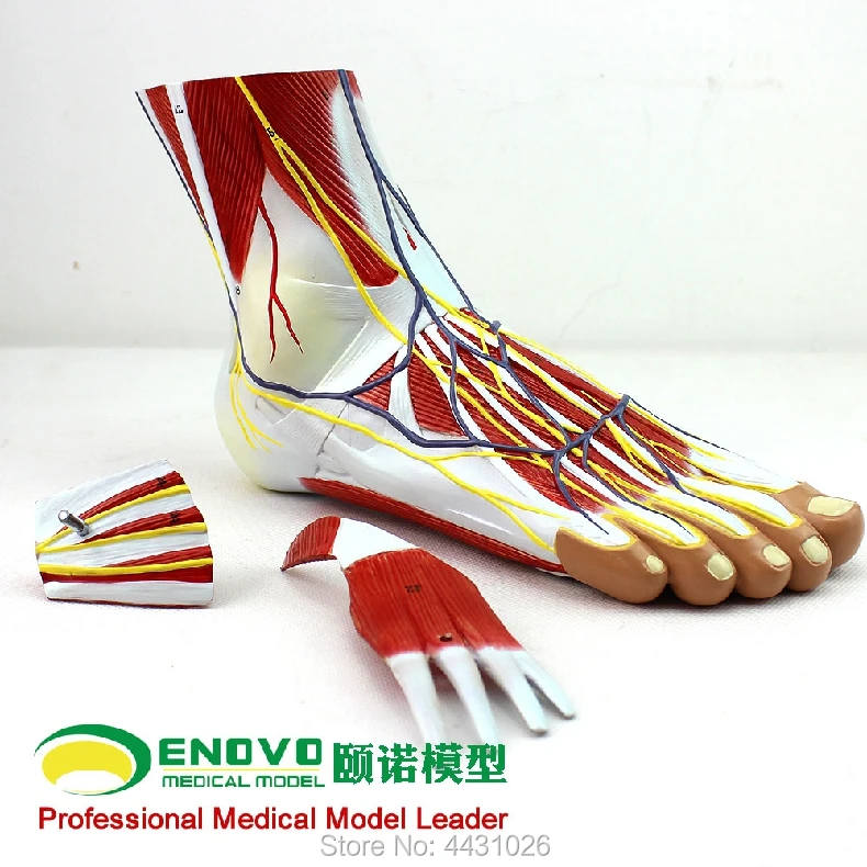 ENOVO Medical plantar level anatomical foot joint muscle neurovascular ligament and ankle joint
ENOVO Medical plantar level anatomical foot joint muscle neurovascular ligament and ankle joint