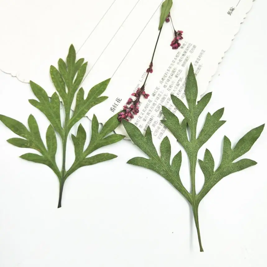 120pcs Pressed Dried Flower Cosmos sulphureus Cav Leaf Filler For Epoxy Resin Jewelry Making Postcard Frame Phone Case Craft DIY
120pcs Pressed Dried Flower Cosmos sulphureus Cav Leaf Filler For Epoxy Resin Jewelry Making Postcard Frame Phone Case Craft DIY