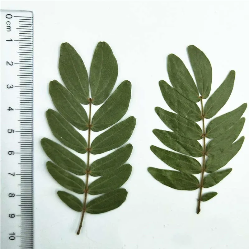 New Coming Stickpea Leaves Original Color Dried Flower Arrangements For Dried Flower Make Up Material 100Pcs Free
New Coming Stickpea Leaves Original Color Dried Flower Arrangements For Dried Flower Make Up Material 100Pcs Free