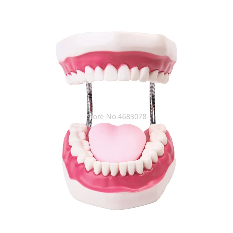 6 Times Dental Adult Tooth Oral Models With Tongue Medical Model For Child Early Teaching Study Learning Supplies
6 Times Dental Adult Tooth Oral Models With Tongue Medical Model For Child Early Teaching Study Learning Supplies
