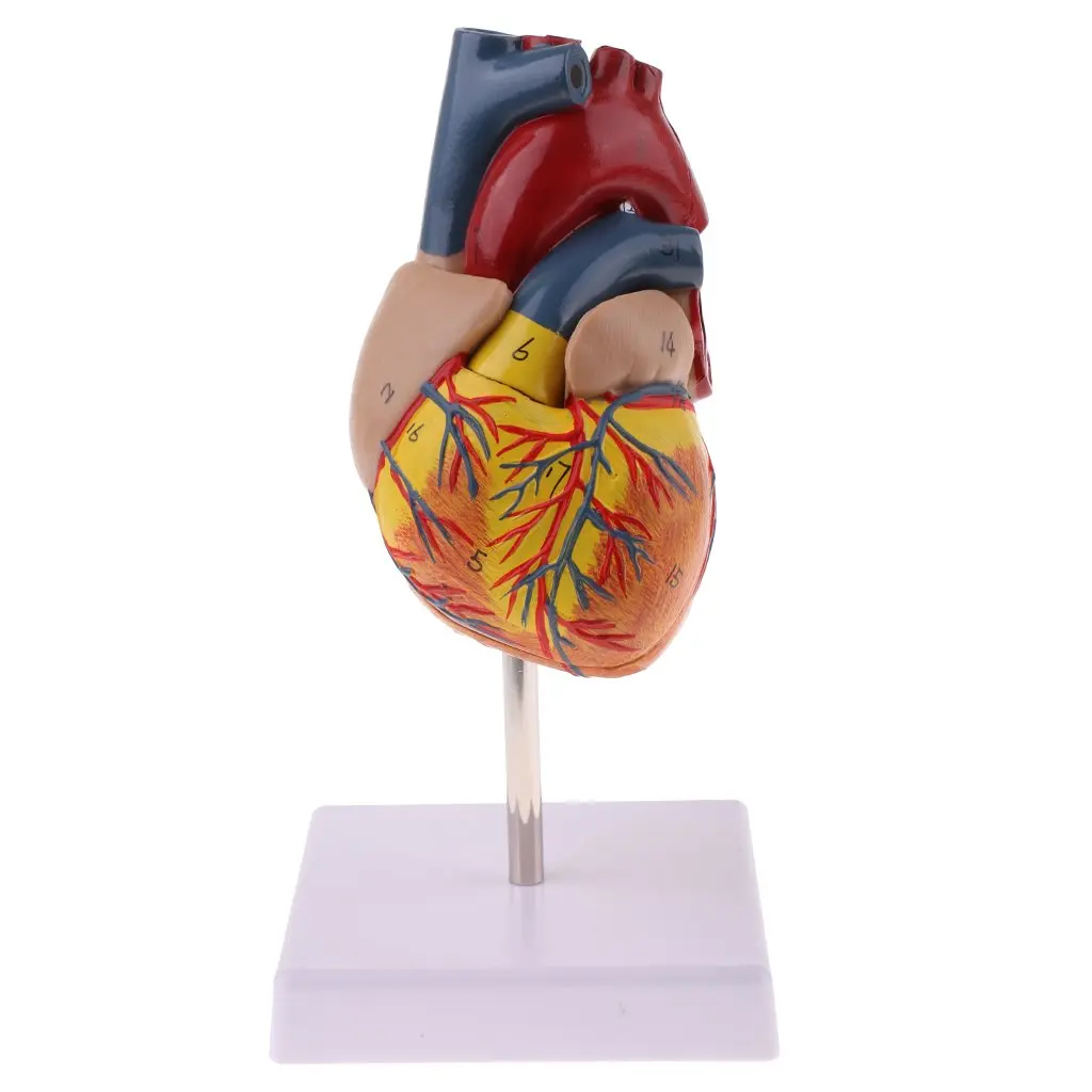 1: 1 Human Heart Visceral Organ Model Medical Anatomical Model for School Teaching Tool Learning Display Lab Supplies
1: 1 Human Heart Visceral Organ Model Medical Anatomical Model for School Teaching Tool Learning Display Lab Supplies