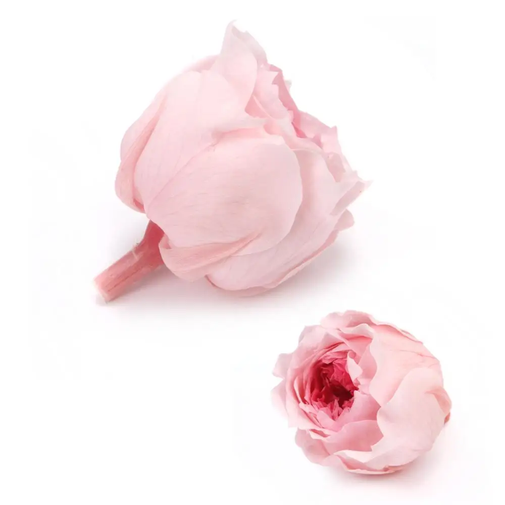 4-5cm 8pcs/box Fresh Cut flower Preserved Austin Roses Decoration Flowers For Valentine Christmas Festival Arrangements 26color
4-5cm 8pcs/box Fresh Cut flower Preserved Austin Roses Decoration Flowers For Valentine Christmas Festival Arrangements 26color